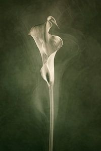 Temperamentvolle Calla