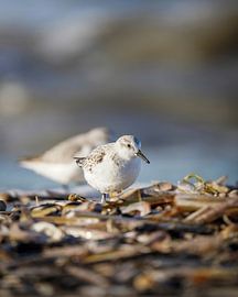 Sanderling