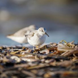 Sanderling von Tom Zwerver