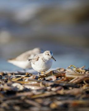Sanderling von Tom Zwerver