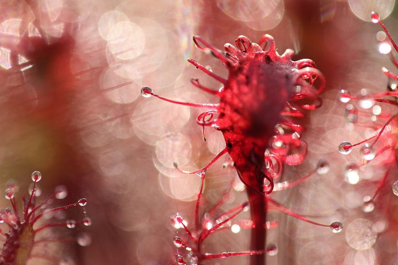 Sundew I par Nienke Castelijns