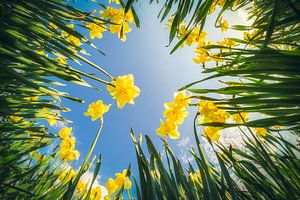 Narcissen in kikkerperspectief