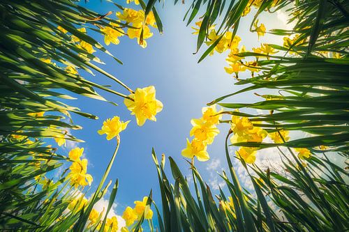 Narcisses en contre-plongee au printemps