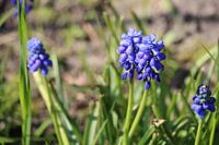 Blauwe druifjes