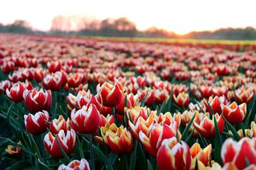 Tulpen