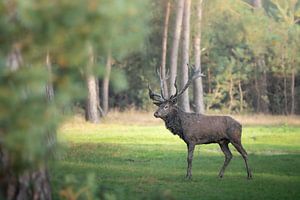 Cerf élaphe sur le Hoge Veluwe. sur JMV nature photography