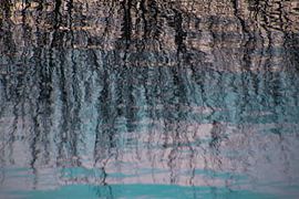 The roots of life by Brenda bonte