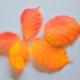 Speelse herfstkleuren 6 van Jaap Tanis