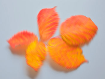 Couleurs d'automne enjouées