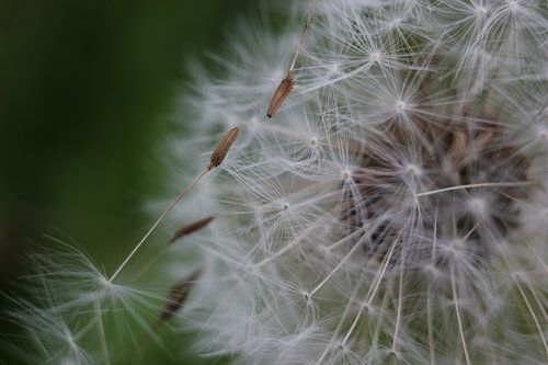 Luchtige paardenbloem