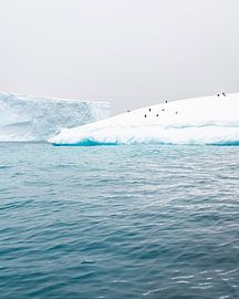 Pinguine auf einem Eisberg in der Antarktis