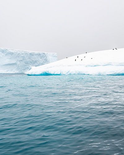 Des manchots sur un iceberg en Antarctique
