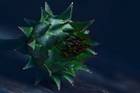 Kardoen bloemknop macroart