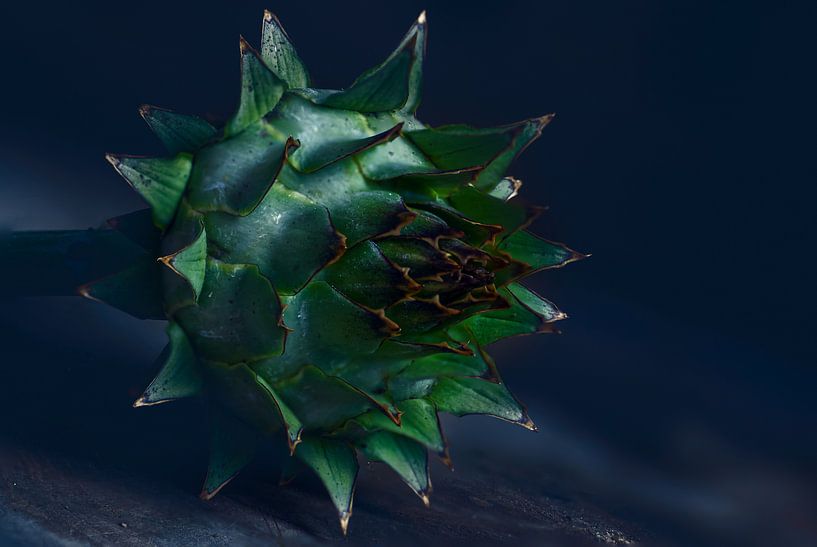 Cardoon flower bud macroart by Danny Hummel