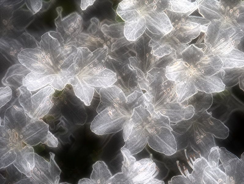 Éclos de rhododendron par Edgar Schermaul