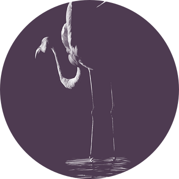 Flamingo fine art variatie