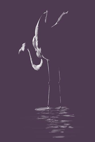 Flamingo fine art variatie