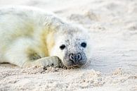 Baby grijze zeehond (Halichoerus grypus) relaxing op het strand par Eye on You Aperçu
