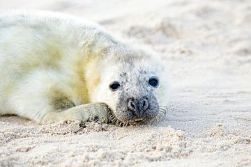 Baby grijze zeehond (Halichoerus grypus) relaxing op het strand van Eye on You