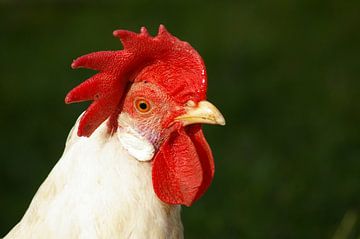 Rooster sur Jeroen Brouwer