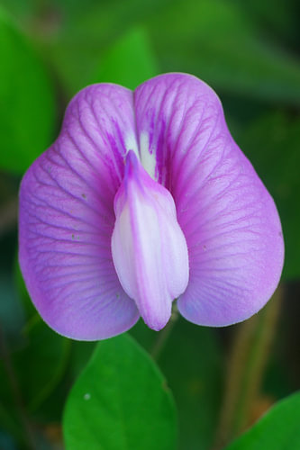 Violette Centrosema-Schmetterlingserbsenblüte – Makroaufnahme