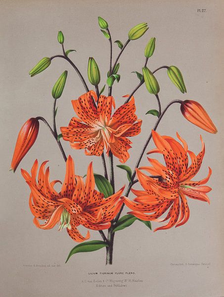 Orange lilies by Teylers Museum