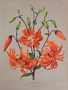 Orange lilies by Teylers Museum thumbnail