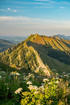 Flowery view from Hochgrat to the Rindalphorn by Leo Schindzielorz