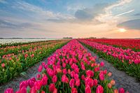 Tulips from Holland