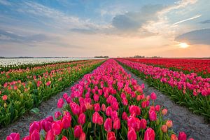Tulpen uit Holland van Richard Gilissen