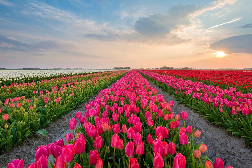 Tulips from Holland by Richard Gilissen