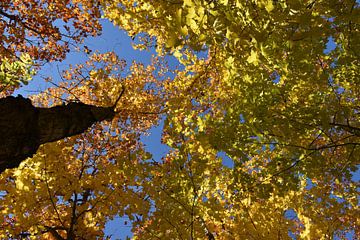 Une forêt d'érable à l'automne sur Claude Laprise