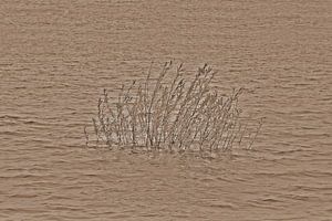 Busch im Hochwasser in Sepia