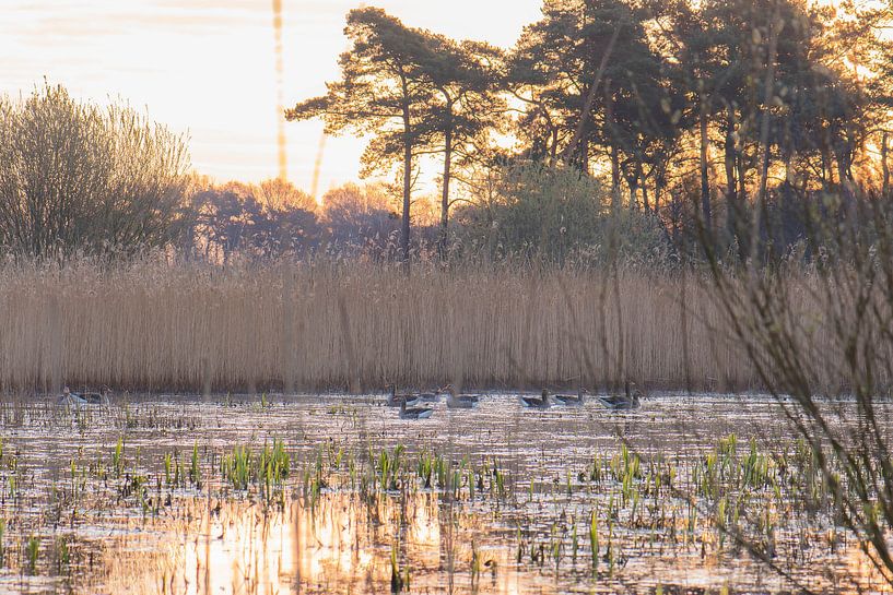 geese in the golden lake by Tania Perneel