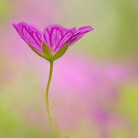 A geranium out of nowhere (flowers) by Cocky Anderson