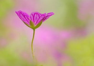 Een geranium uit het niets (paarse bloemen) van Cocky Anderson