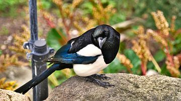 Vilaine pie dans le parc sur Timon Schneider