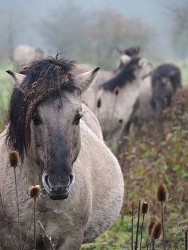 Konikpaarden in de mist [Pastel, Portrait] van BHotography
