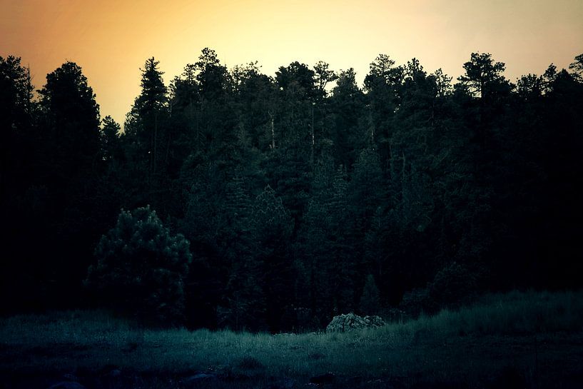 Campside Forest by Walljar