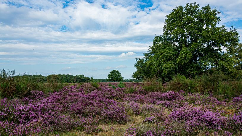 Westerheide van Peter Veerman