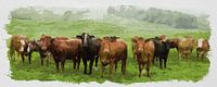 Cows (Cattle)