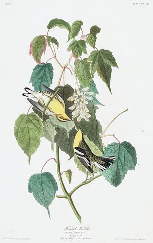 Hengel Grasmus