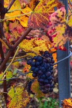Close-up van rode druiven tijdens de herfst in Champagne van Studio LE-gals