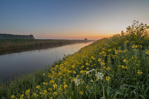Fluitenkruid en koolzaad aan de slootkant van het Markermeerkanaal op Wieringen