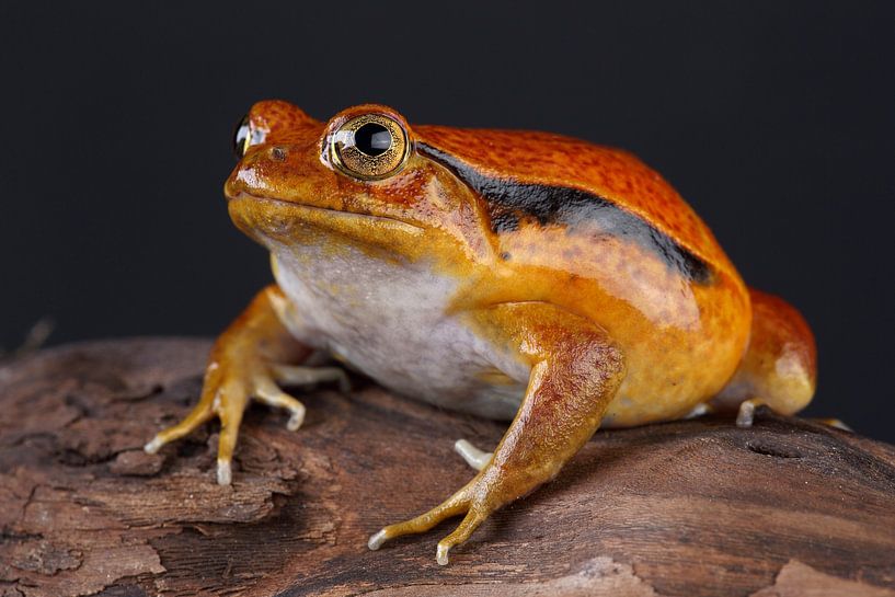 Madagascar Tomato Frog (Dyscophus antongilii) by Ronald Pol