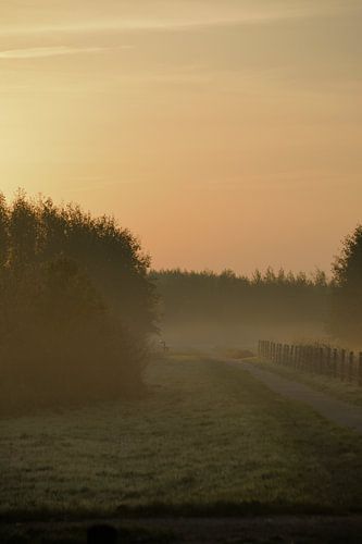 Wandelpad in de vroege ochtend in de mist.