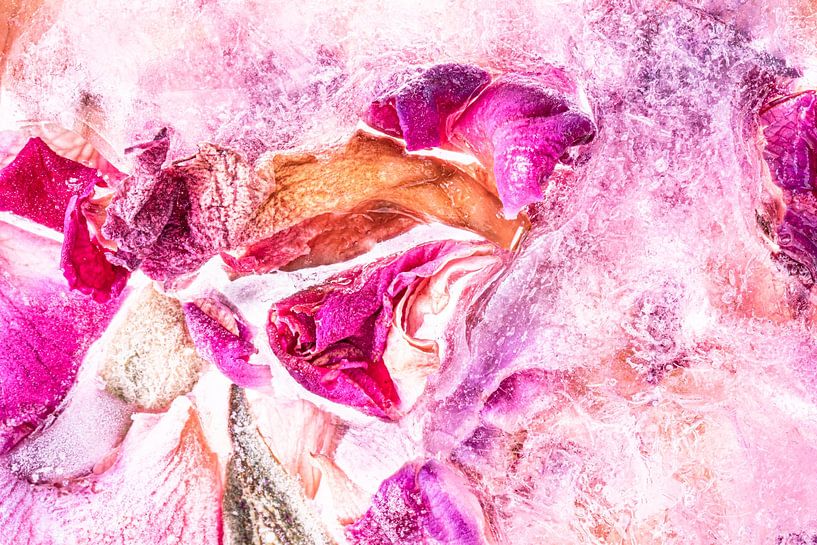 Rose petals by Monika Scheurer