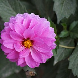 Dahlia rose en fleur sur Karsten Mücke