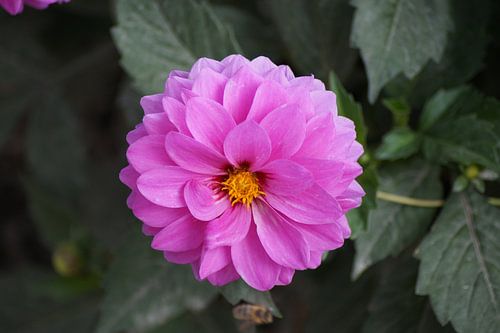Pink dahlia blossom
