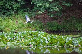 Seerosenteich mit Reiher von t.ART